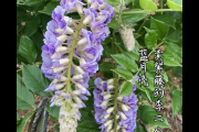 想知道花藤怎么升级？教你几个小技巧轻松搞定！
