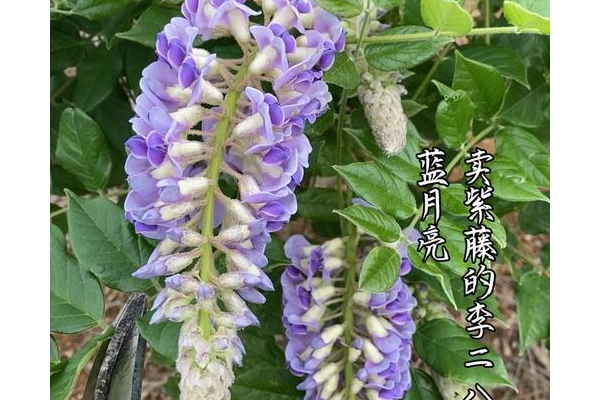 想知道花藤怎么升级？教你几个小技巧轻松搞定！