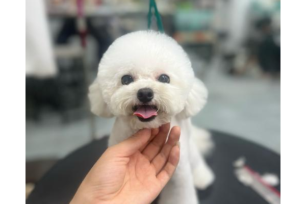 q宠结婚要注意什么?这些隐藏条件没达标就白忙