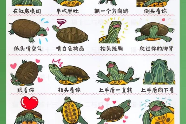 灵龟论坛有什么功能(核心亮点揭秘新手必看)
